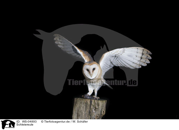 Schleiereule / barn owl / WS-04893