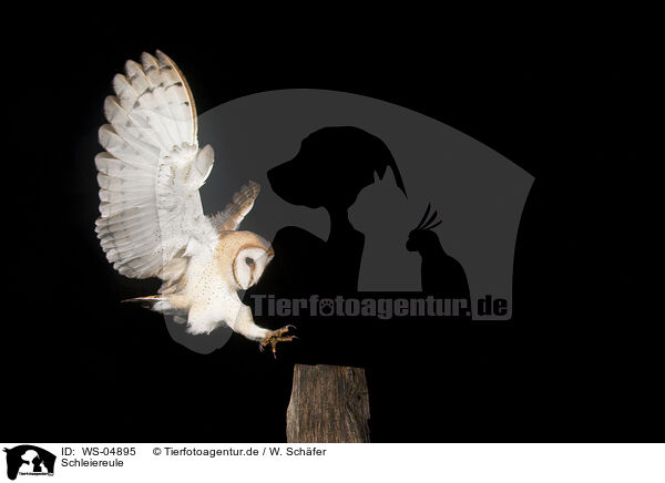 Schleiereule / barn owl / WS-04895