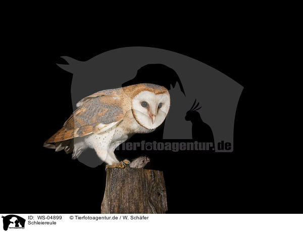 Schleiereule / WS-04899