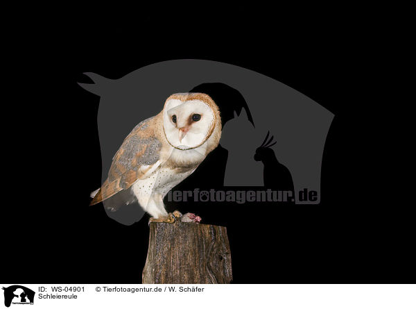 Schleiereule / WS-04901