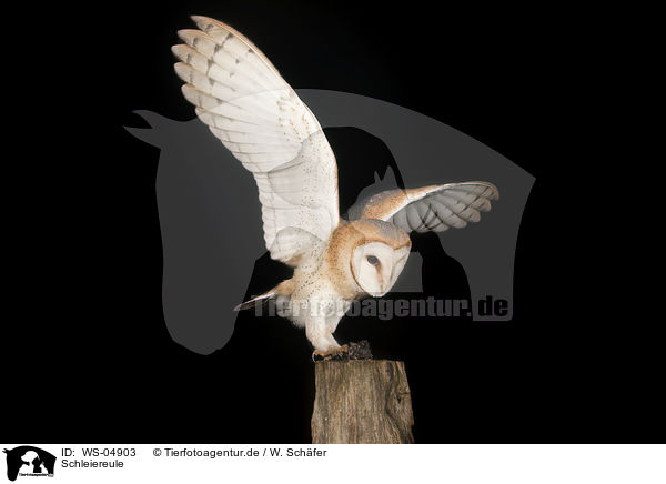 Schleiereule / barn owl / WS-04903