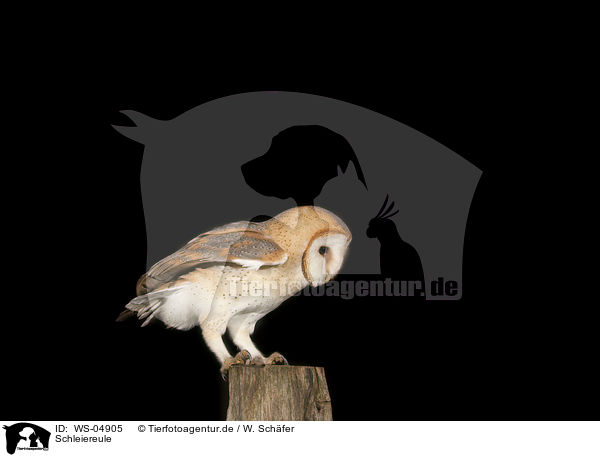 Schleiereule / barn owl / WS-04905