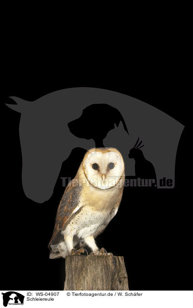 Schleiereule / barn owl / WS-04907