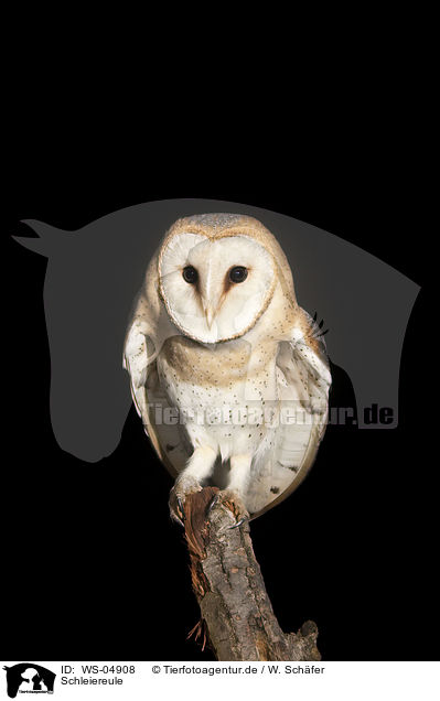 Schleiereule / barn owl / WS-04908