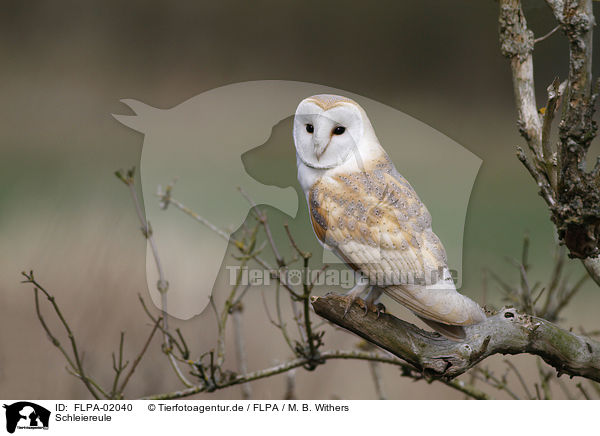 Schleiereule / barn owl / FLPA-02040
