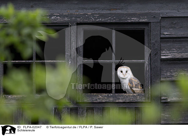 Schleiereule / barn owl / FLPA-02047
