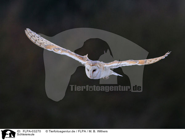 Schleiereule / barn owl / FLPA-03270