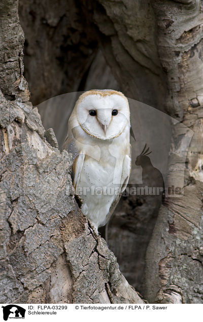 Schleiereule / barn owl / FLPA-03299