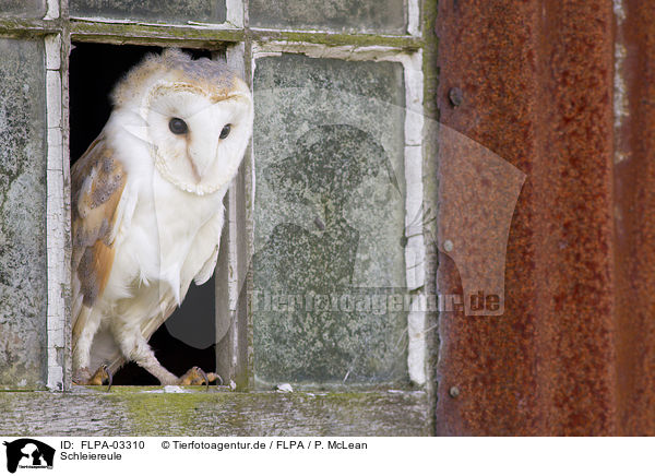 Schleiereule / FLPA-03310