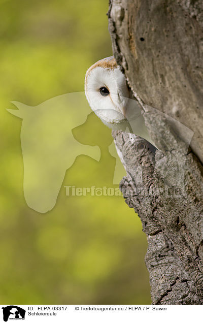 Schleiereule / barn owl / FLPA-03317