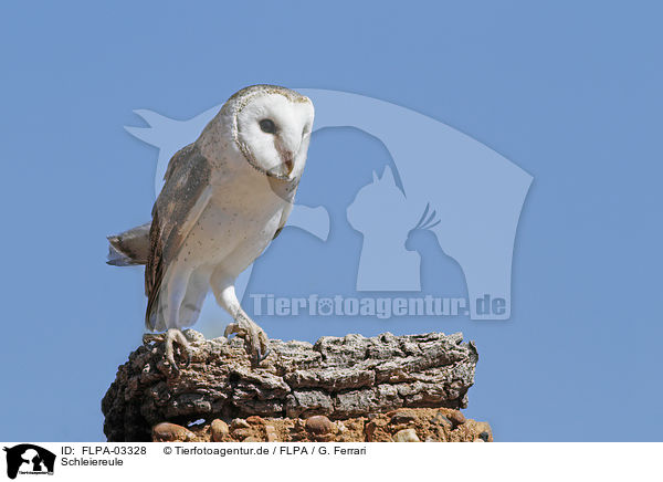 Schleiereule / barn owl / FLPA-03328