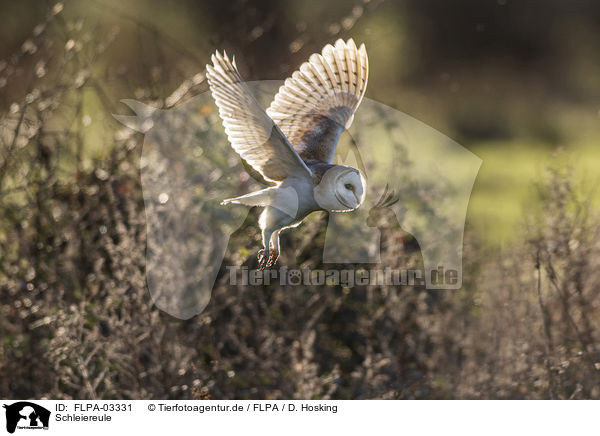 Schleiereule / barn owl / FLPA-03331