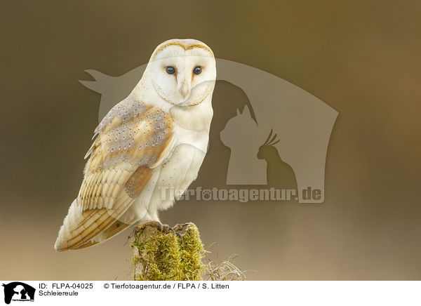 Schleiereule / barn owl / FLPA-04025