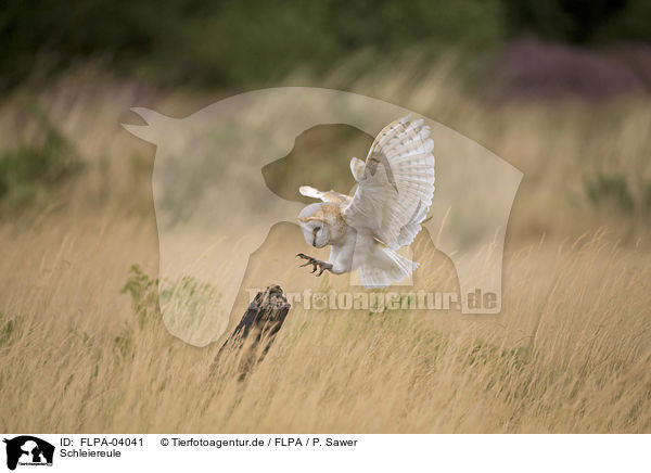 Schleiereule / barn owl / FLPA-04041
