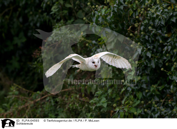 Schleiereule / barn owl / FLPA-04593