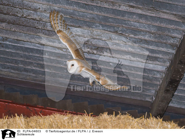 Schleiereule / barn owl / FLPA-04603