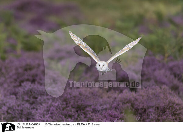 Schleiereule / barn owl / FLPA-04634