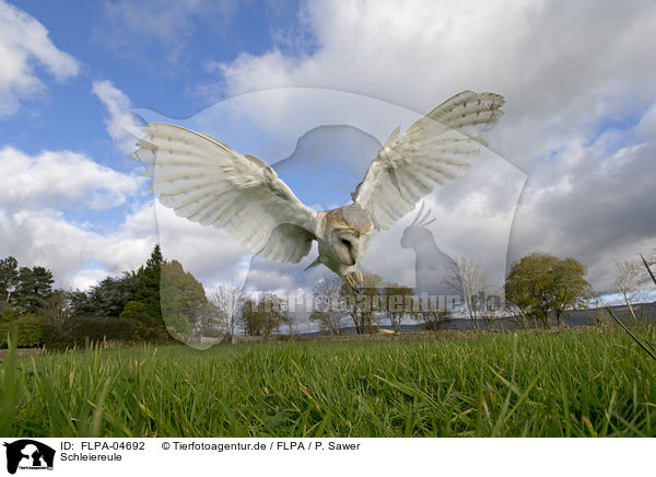 Schleiereule / barn owl / FLPA-04692
