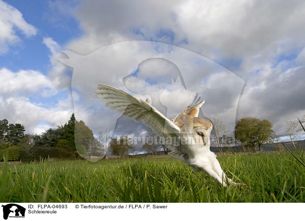 Schleiereule / barn owl / FLPA-04693