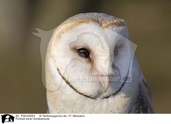 Portrait einer Schleiereule / PW-02854