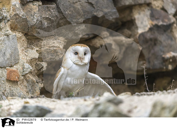 Schleiereule / barn owl / PW-02879