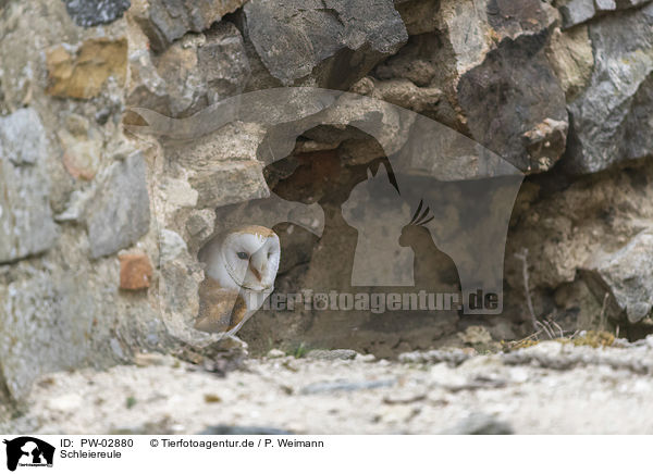 Schleiereule / barn owl / PW-02880