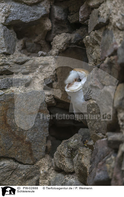 Schleiereule / barn owl / PW-02888
