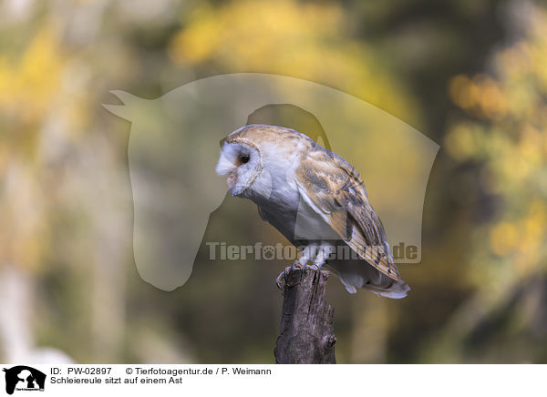 Schleiereule sitzt auf einem Ast / PW-02897