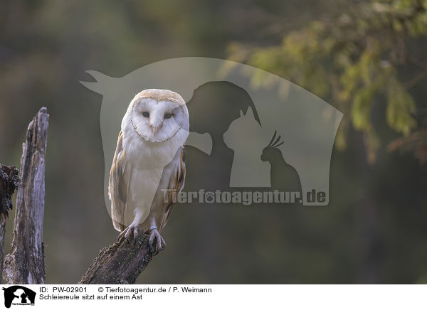 Schleiereule sitzt auf einem Ast / PW-02901