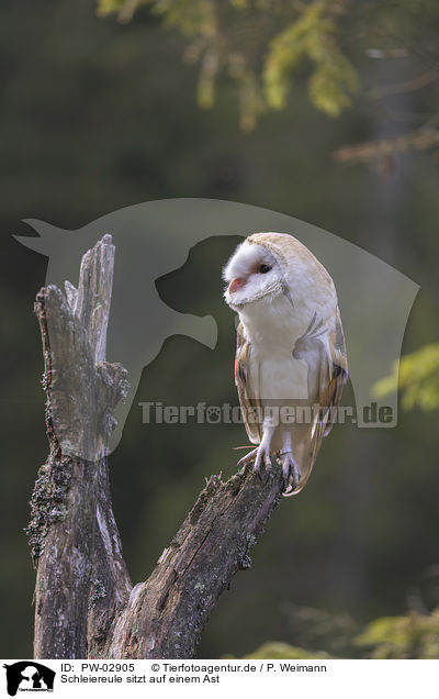 Schleiereule sitzt auf einem Ast / PW-02905