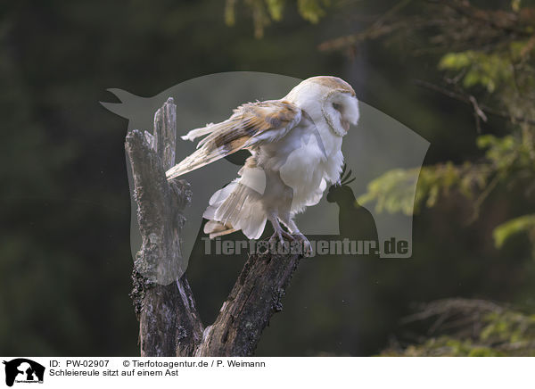 Schleiereule sitzt auf einem Ast / PW-02907