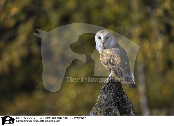 Schleiereule sitzt auf einem Stein / barn owl sits on a stone / PW-02912