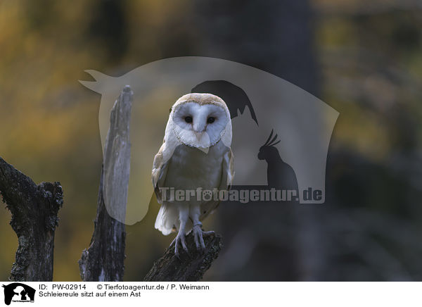Schleiereule sitzt auf einem Ast / PW-02914