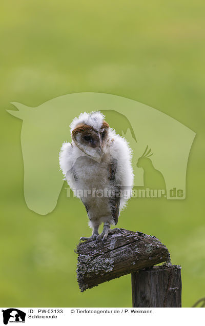 Schleiereule / barn owl / PW-03133