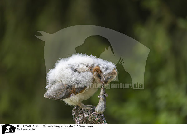 Schleiereule / barn owl / PW-03138