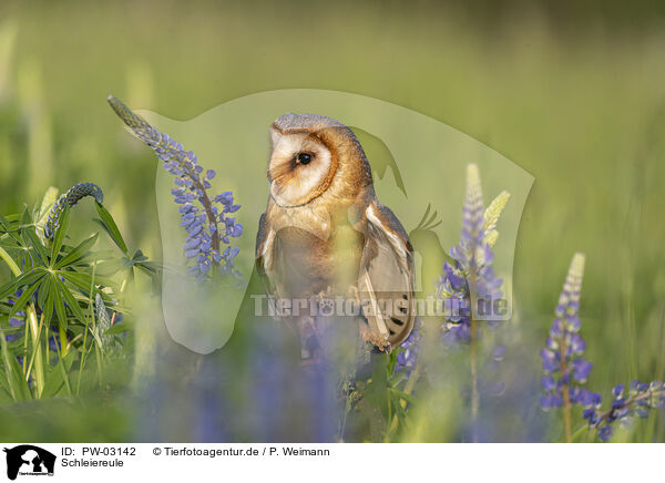 Schleiereule / barn owl / PW-03142