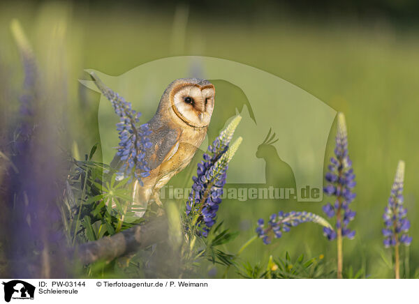 Schleiereule / barn owl / PW-03144