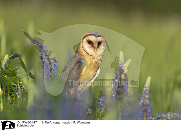 Schleiereule / barn owl / PW-03147
