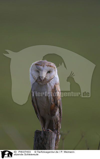 sitzende Schleiereule / sitting Common Barn Owl / PW-07403