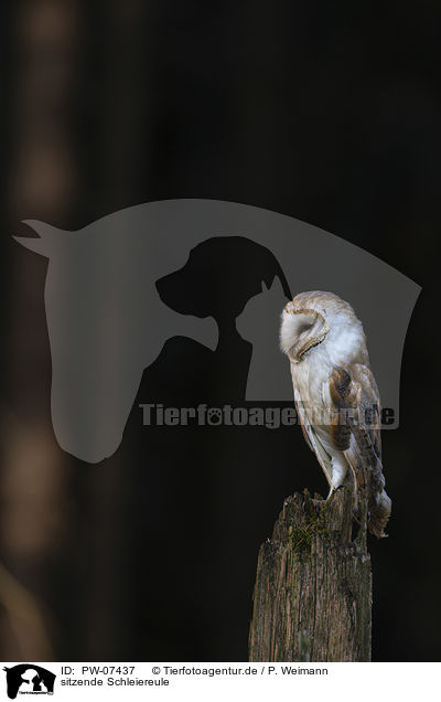 sitzende Schleiereule / sitting Common Barn Owl / PW-07437