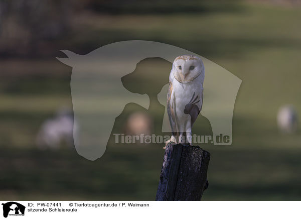 sitzende Schleiereule / sitting Common Barn Owl / PW-07441