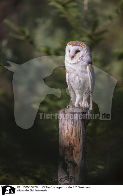 sitzende Schleiereule / sitting Common Barn Owl / PW-07676