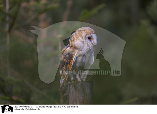 sitzende Schleiereule / sitting Common Barn Owl / PW-07679