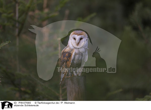 sitzende Schleiereule / sitting Common Barn Owl / PW-07680