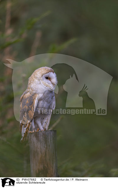 sitzende Schleiereule / sitting Common Barn Owl / PW-07682