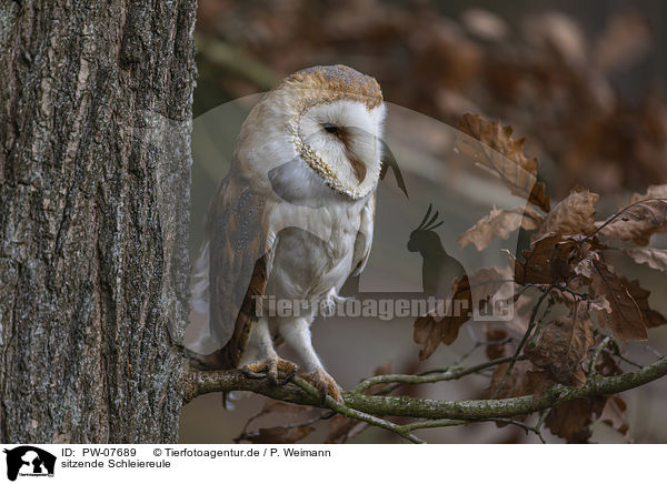 sitzende Schleiereule / sitting Common Barn Owl / PW-07689