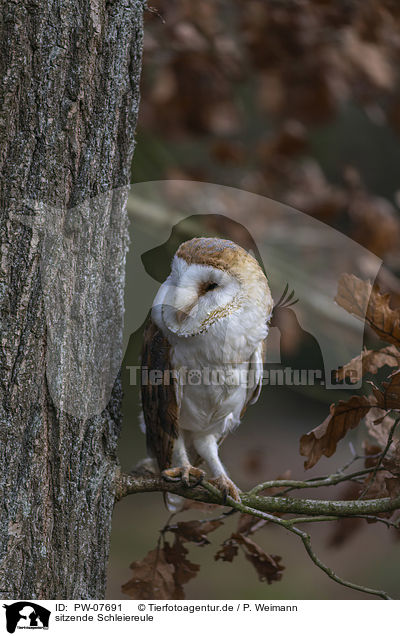 sitzende Schleiereule / sitting Common Barn Owl / PW-07691