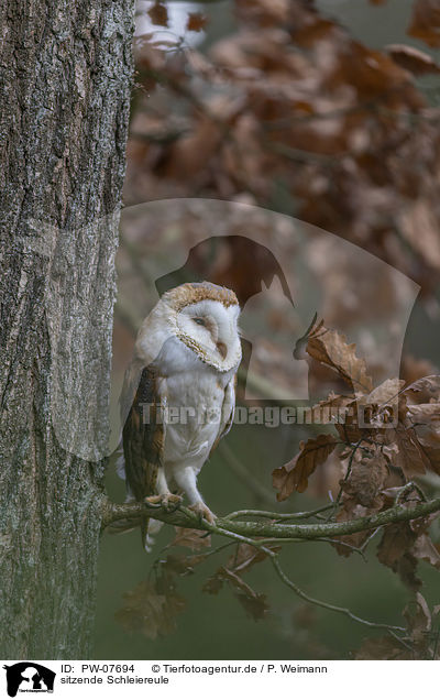 sitzende Schleiereule / sitting Common Barn Owl / PW-07694