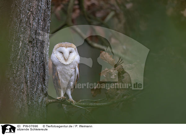 sitzende Schleiereule / sitting Common Barn Owl / PW-07696