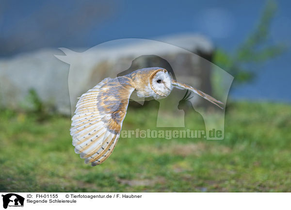fliegende Schleiereule / FH-01155